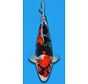 Showa Takigawa 59cm  verkocht