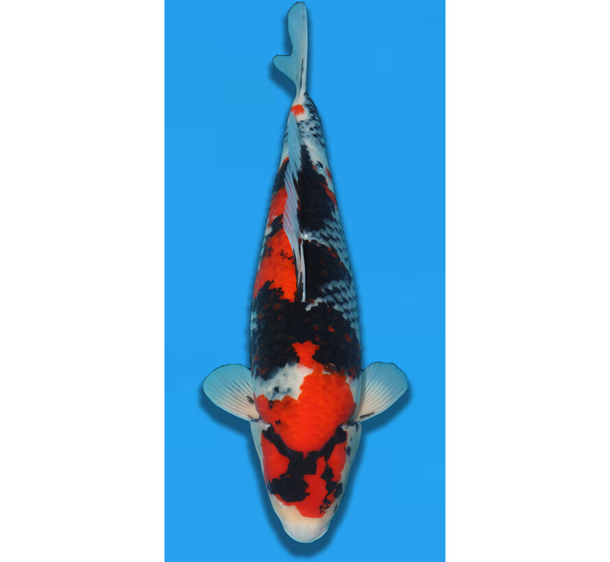 Showa Takigawa 59cm verkocht