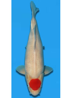 tancho Tancho 57cm Takigawa