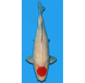 tancho Tancho 57cm Takigawa