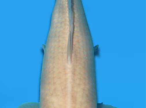 tancho Tancho 57cm Takigawa