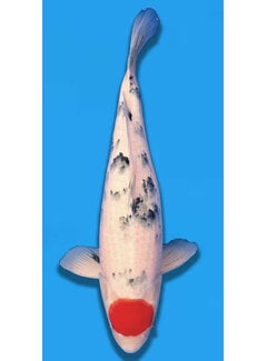 tanchos sanke Tancho sanke 55cm sakai company verkocht