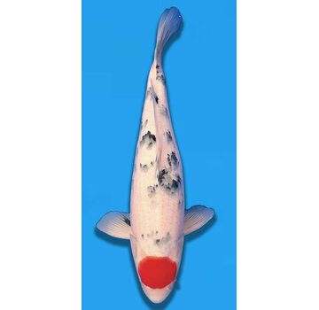 tanchos sanke Tancho sanke 55cm  sakai company verkocht