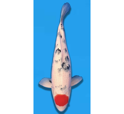 tanchos sanke Tancho sanke 55cm sakai company verkocht
