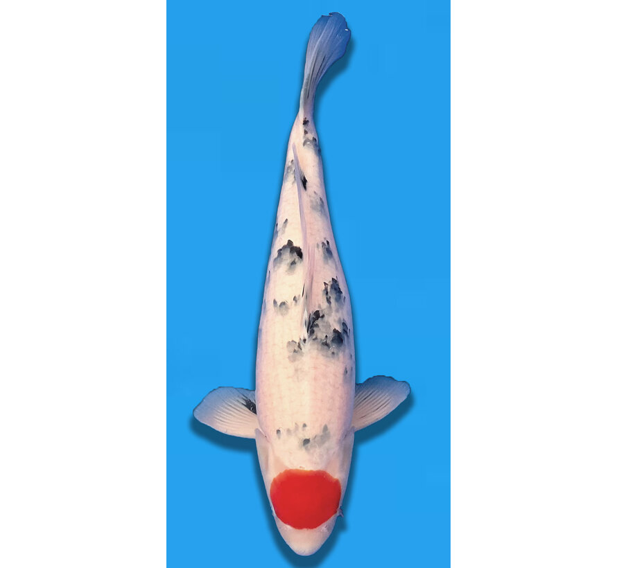 Tancho sanke 55cm sakai company verkocht