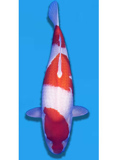 Yamamatsu Sansai Kohaku 62cm