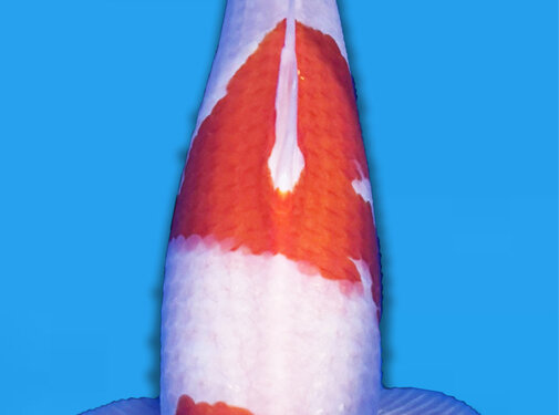 Yamamatsu Sansai Kohaku 62cm