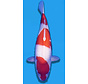 Yamamatsu nisai Kohaku 62cm