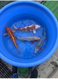 Hosokai nisai mix asagi kujaku  etc 45-50 cm