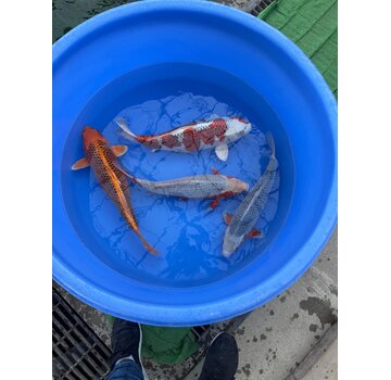 Hosokai nisai mix asagi kujaku  etc 45-50 cm