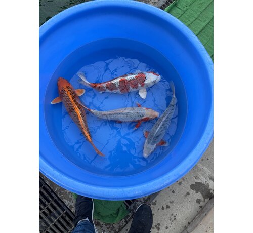 Hosokai nisai mix asagi kujaku  etc 45-50 cm