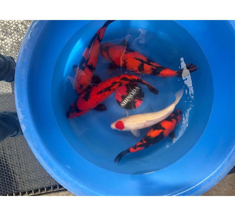 Shinoda Nisai Hi Utsuri Tancho Kohaku  43-48cm