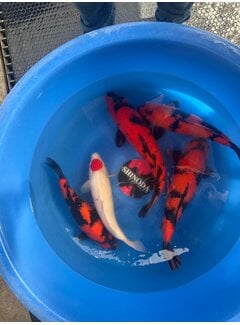 Shinoda Nisai Hi Utsuri Tancho Kohaku  43-48cm