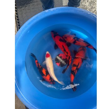 Shinoda Nisai Hi Utsuri Tancho Kohaku  43-48cm