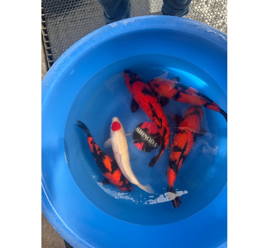 Shinoda Nisai Hi Utsuri Tancho Kohaku  43-48cm