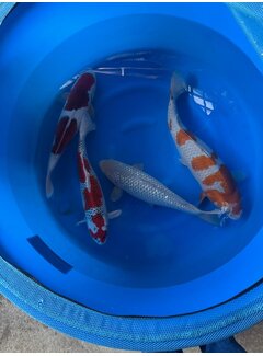 Oofuchi Ochiba, Kujaku, Goromo, Soragoi Sansai/Yonsai 53–60 cm