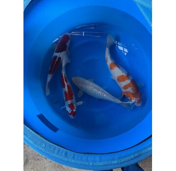 Oofuchi Ochiba, Kujaku, Goromo, Soragoi Sansai/Yonsai 53–60 cm