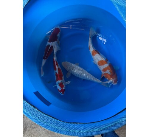 Oofuchi Ochiba, Kujaku, Goromo, Soragoi Sansai/Yonsai 53–60 cm