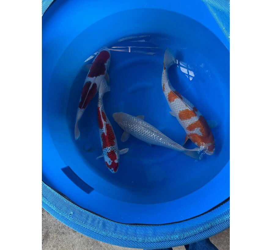 Oofuchi Ochiba, Kujaku, Goromo, Soragoi Sansai/Yonsai 53–60 cm