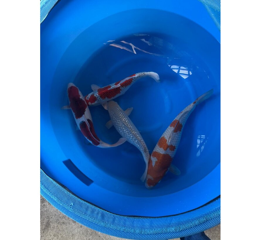 Oofuchi Ochiba, Kujaku, Goromo, Soragoi Sansai/Yonsai 53–60 cm