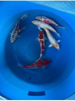 Oofuchi Nisai Mix 40–45 cm