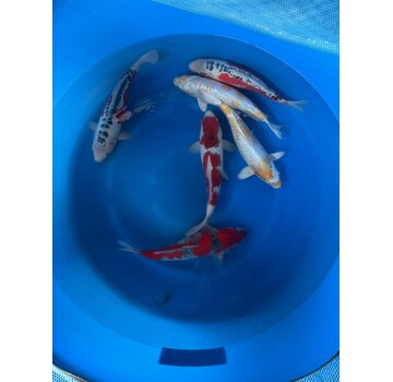 Oofuchi Nisai Mix 40–45 cm