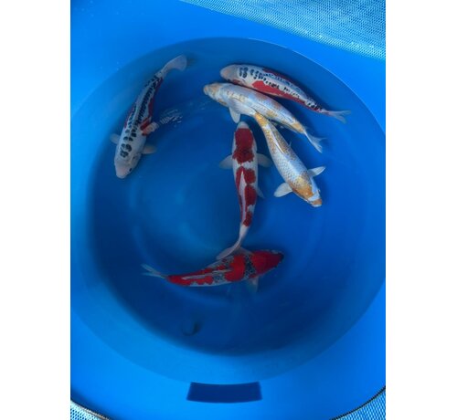 Oofuchi Nisai Mix 40–45 cm