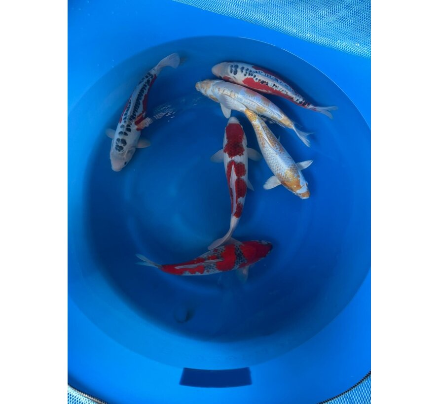 Oofuchi Nisai Mix 40–45 cm