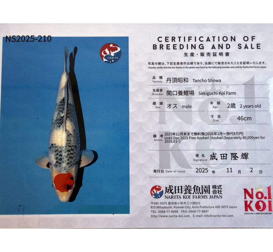 NarNarita FF  Sekiguchi Tancho Showa Nisai 46cm