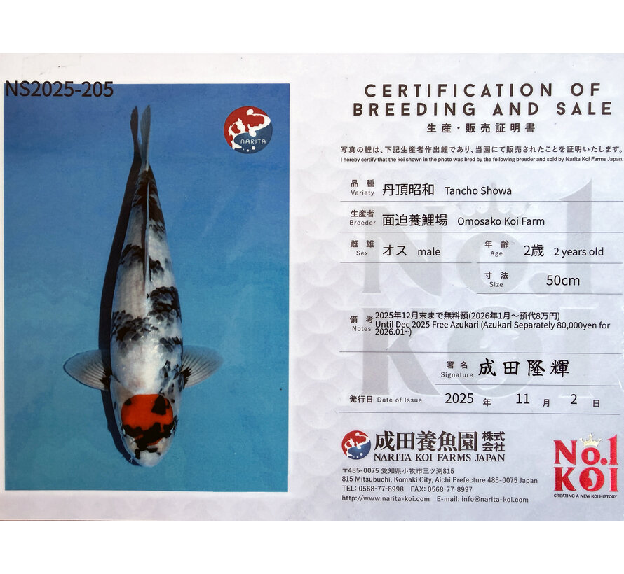 Narita FF  Dainichi Showa Nisai female 59cm VHQ - Copy