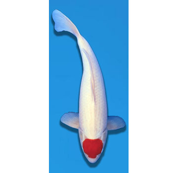 tanchos sanke Tancho Sakai Compagny 56cm