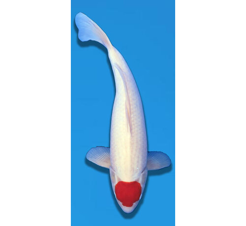 tanchos sanke Tancho Sakai Compagny 56cm