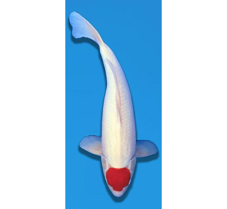 Tancho Sakai Compagny 56cm