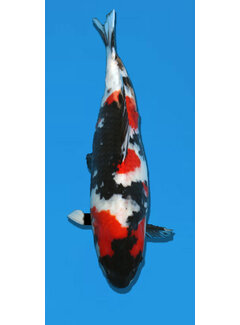Showa Hoshikin Showa 59CM Sansai verkocht