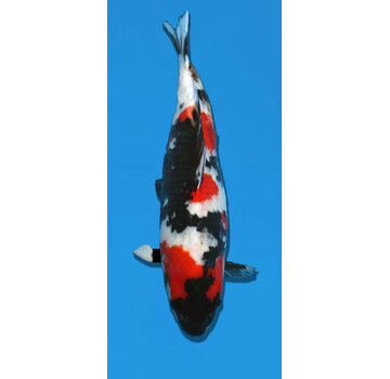 Showa Hoshikin Showa 59CM Sansai verkocht