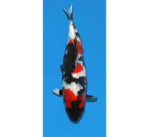 Showa Hoshikin Showa 59CM Sansai verkocht