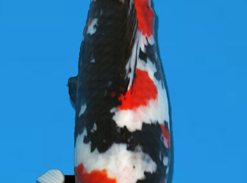 Showa Hoshikin Showa 59CM Sansai verkocht