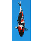 Hoshikin  Showa 59CM Sansai  verkocht