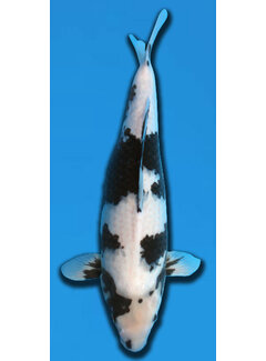 Shiro Utsuri Omosako Shiro Utsuri 56 cm Sansai