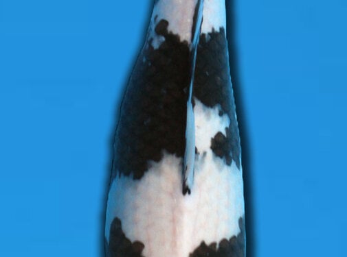 Shiro Utsuri Omosako Shiro Utsuri  56 cm Sansai