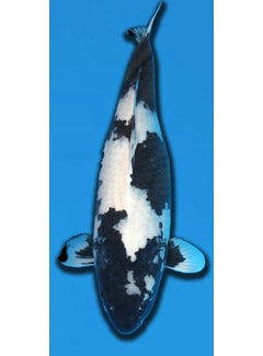 Shiro Utsuri Omosako Shiro Utsuri 63 cm Sansai VERKOCHT