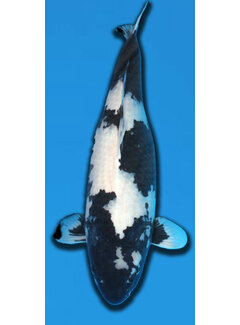 Shiro Utsuri Omosako Shiro Utsuri 63 cm Sansai