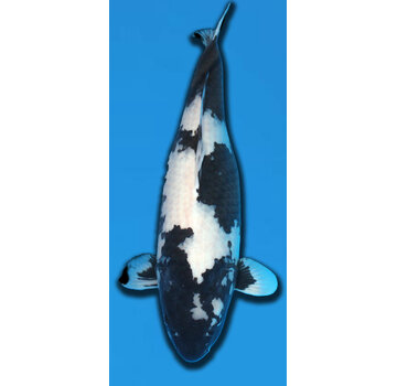 Shiro Utsuri Omosako Shiro Utsuri  63 cm Sansai VERKOCHT