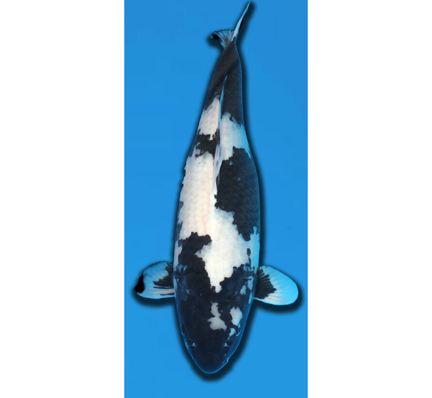 Omosako Shiro Utsuri  63 cm Sansai VERKOCHT