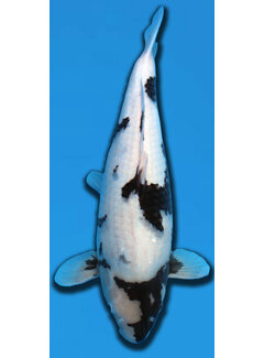 Shiro Utsuri OMOSAKO SANSAI 58CM