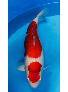 Kohaku Sakai Fish Farm Kohaku Gosai 75cm