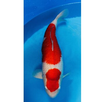 Kohaku Sakai Fish Farm Kohaku Gosai 75cm