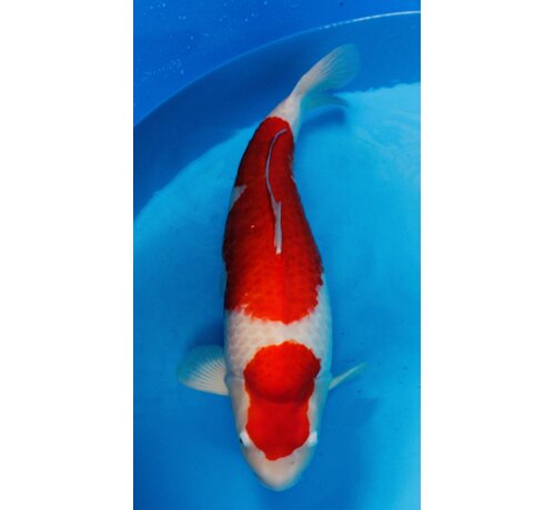 Kohaku Sakai Fish Farm Kohaku Gosai 75cm