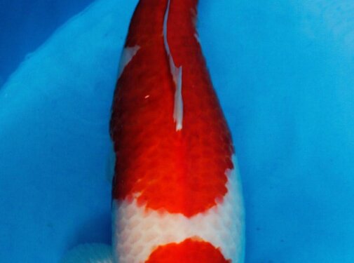 Kohaku Sakai Fish Farm Kohaku Gosai 75cm