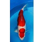 Sakai Fish Farm Kohaku Gosai 75cm